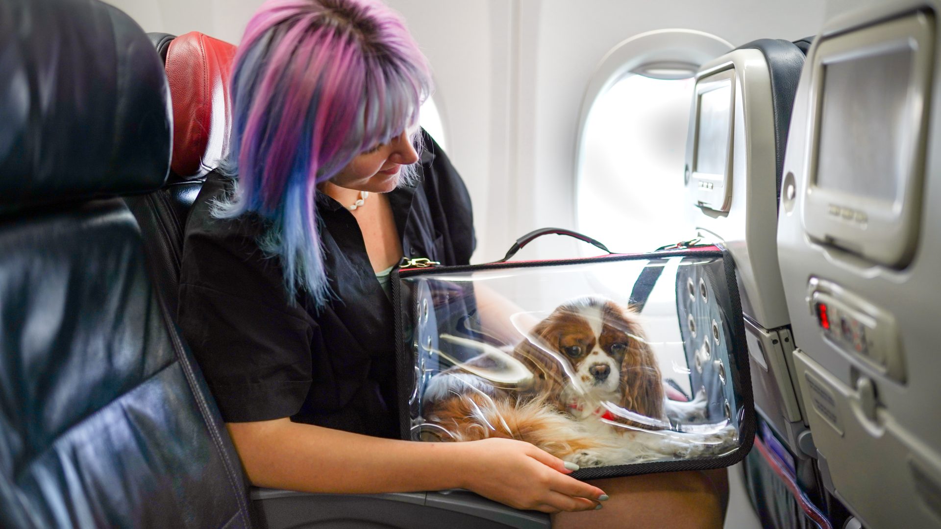 puppy on plane travel