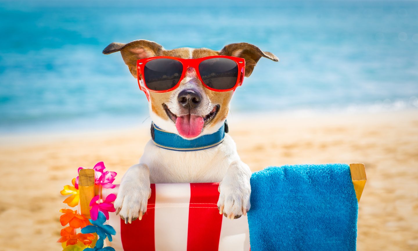 5 Ways to Save Energy During the Dog Days of Summer ...