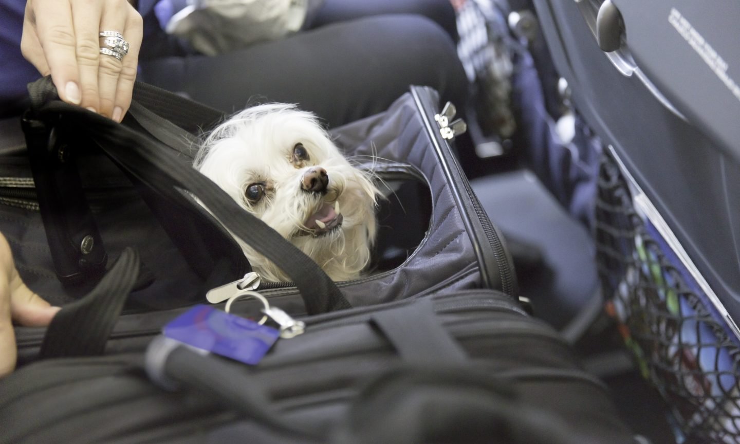 How Much Does it Cost to Fly a Dog? NerdWallet