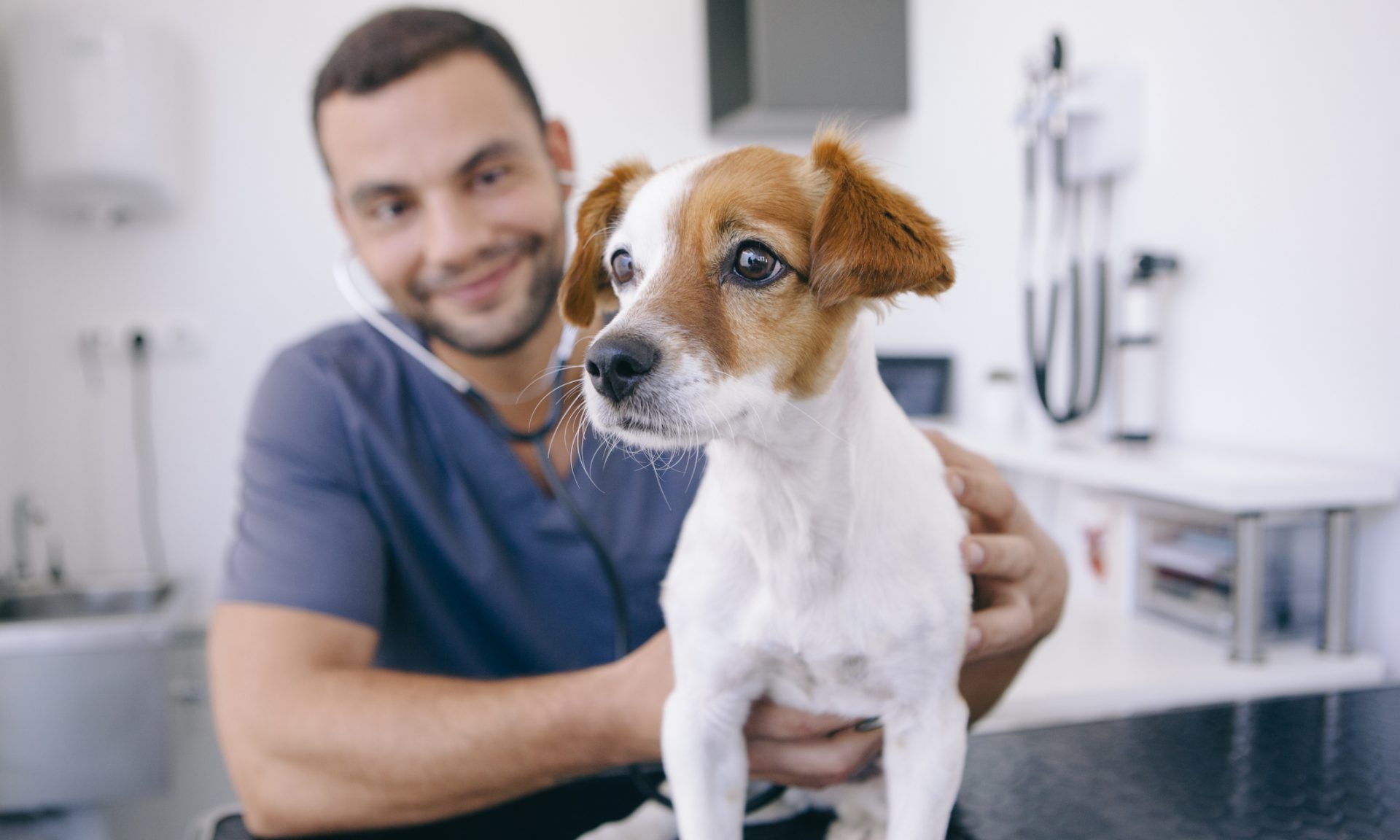 How Much Does It Cost To Become A Veterinarian In Canada INFOLEARNERS