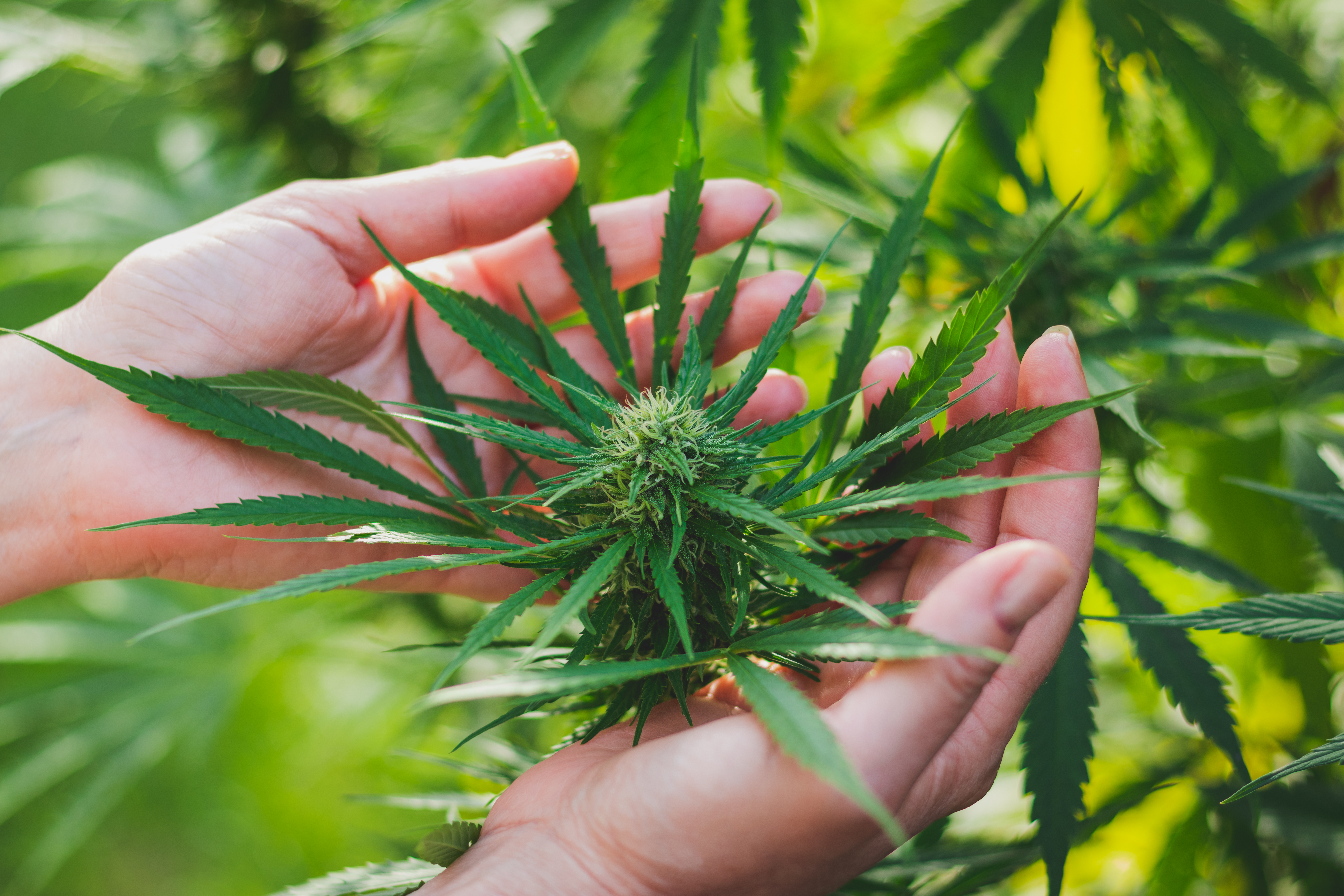 How to Invest in Cannabis as the Industry Matures