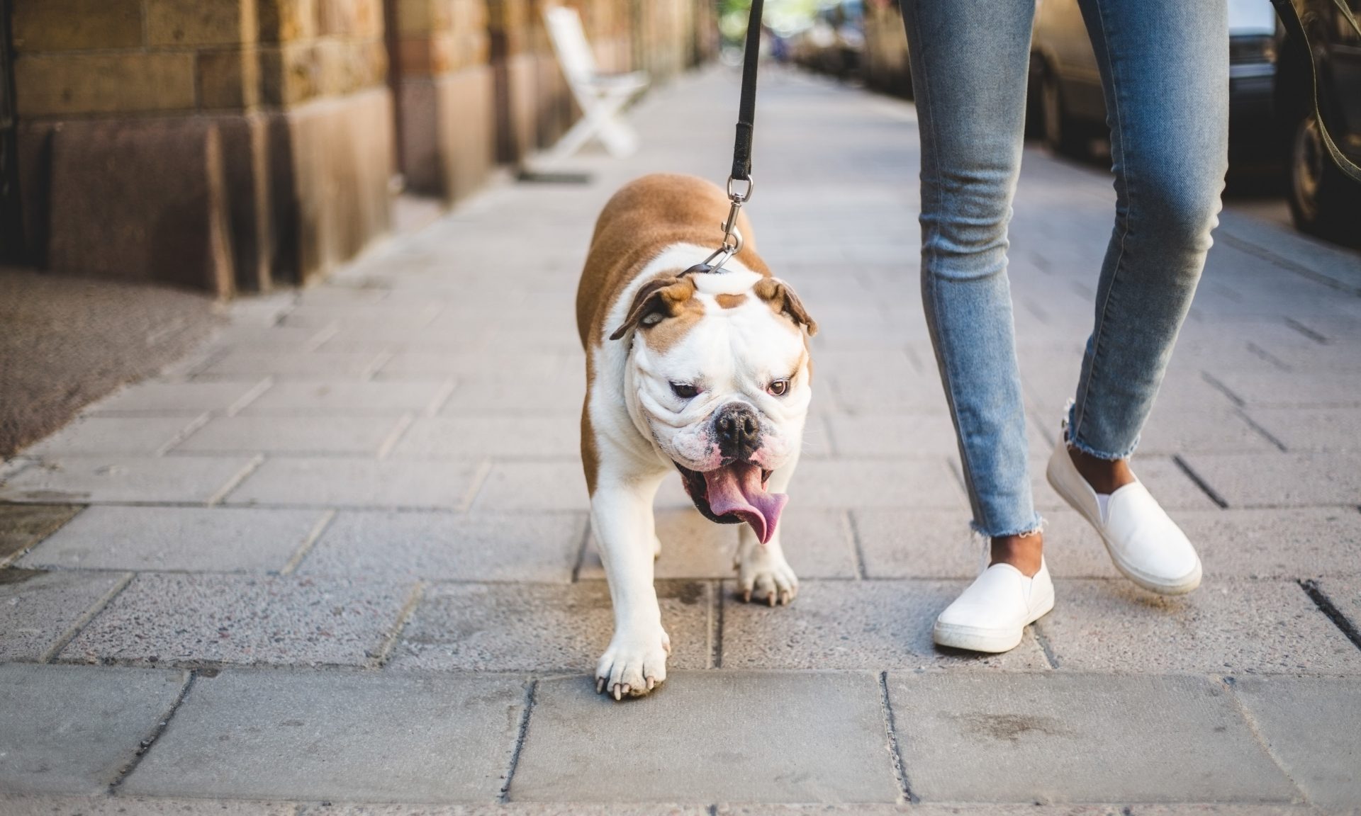 Walkin' Pets - Blind Dogs: Advice & Products to Help Them