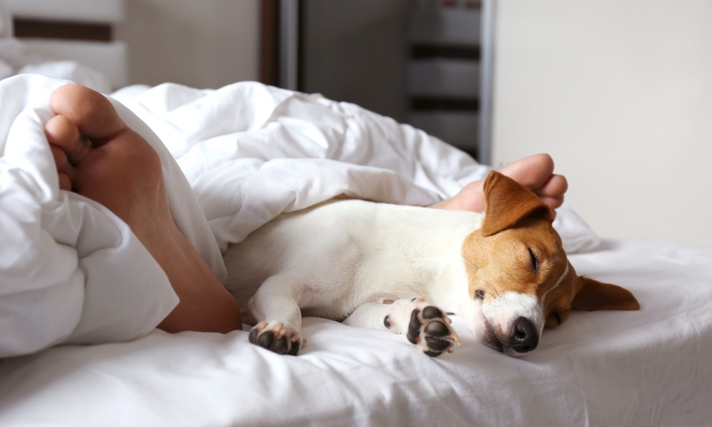 10 Best Pet-Friendly Hotels in NYC for 2023