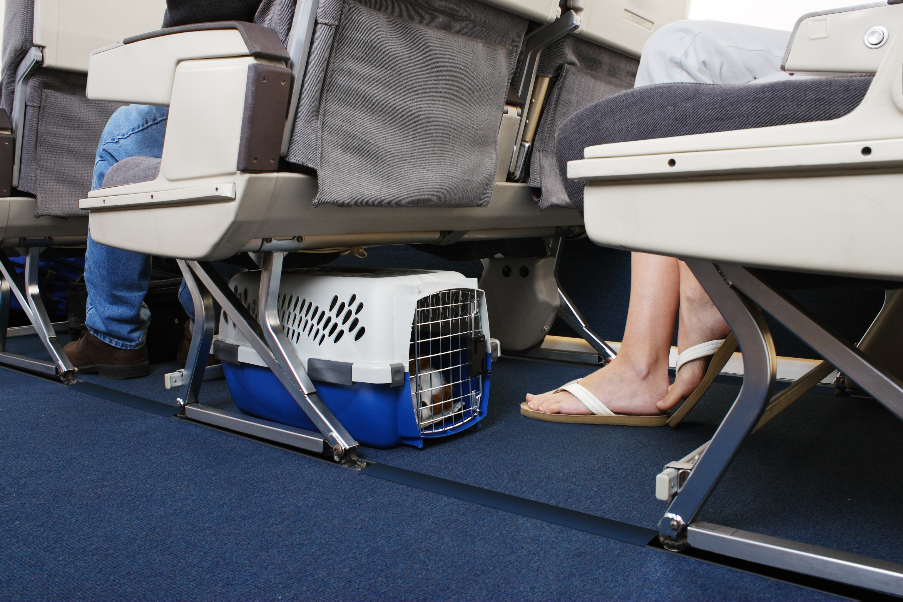 How Do Dogs Travel On A Plane