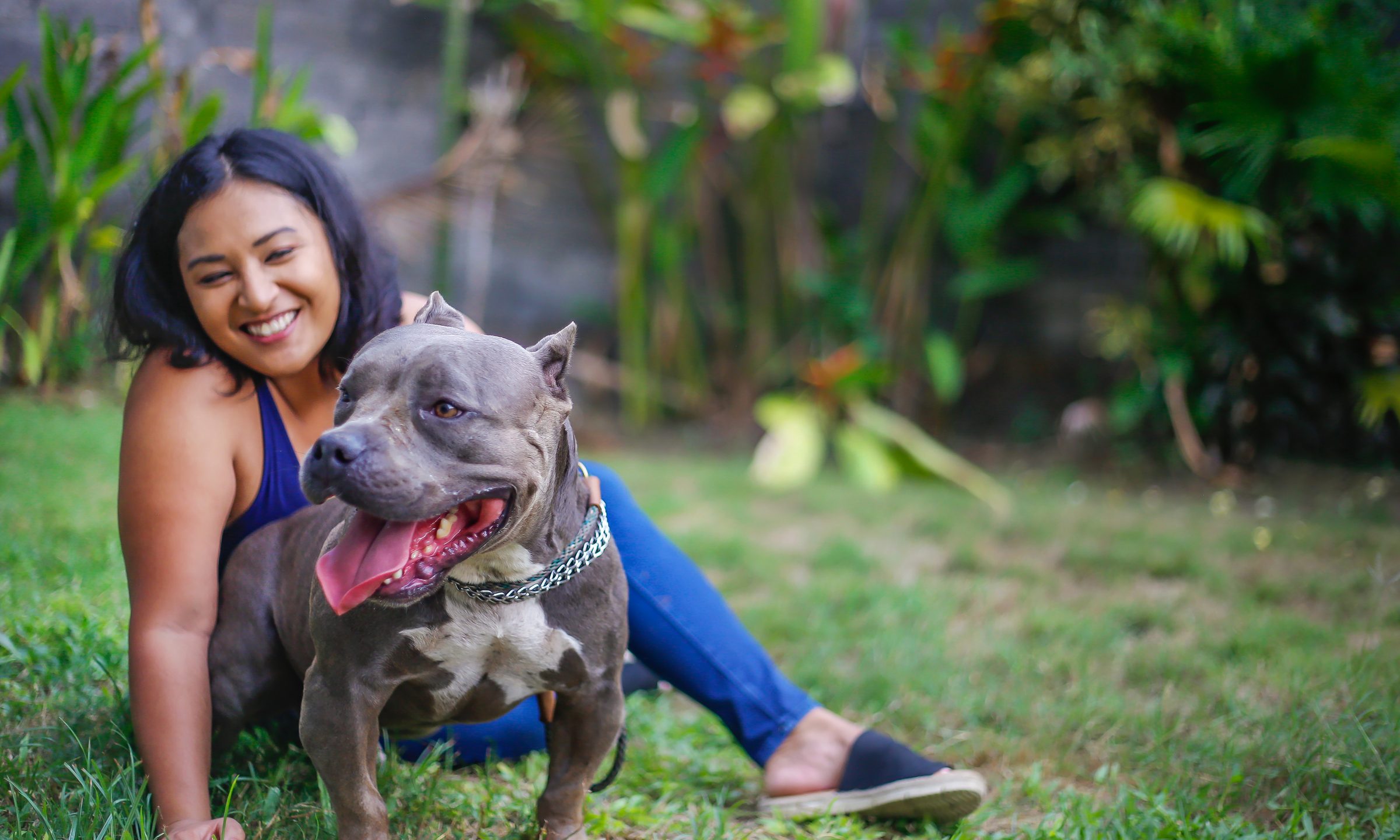 Home Owners Insurance For Pit Bulls