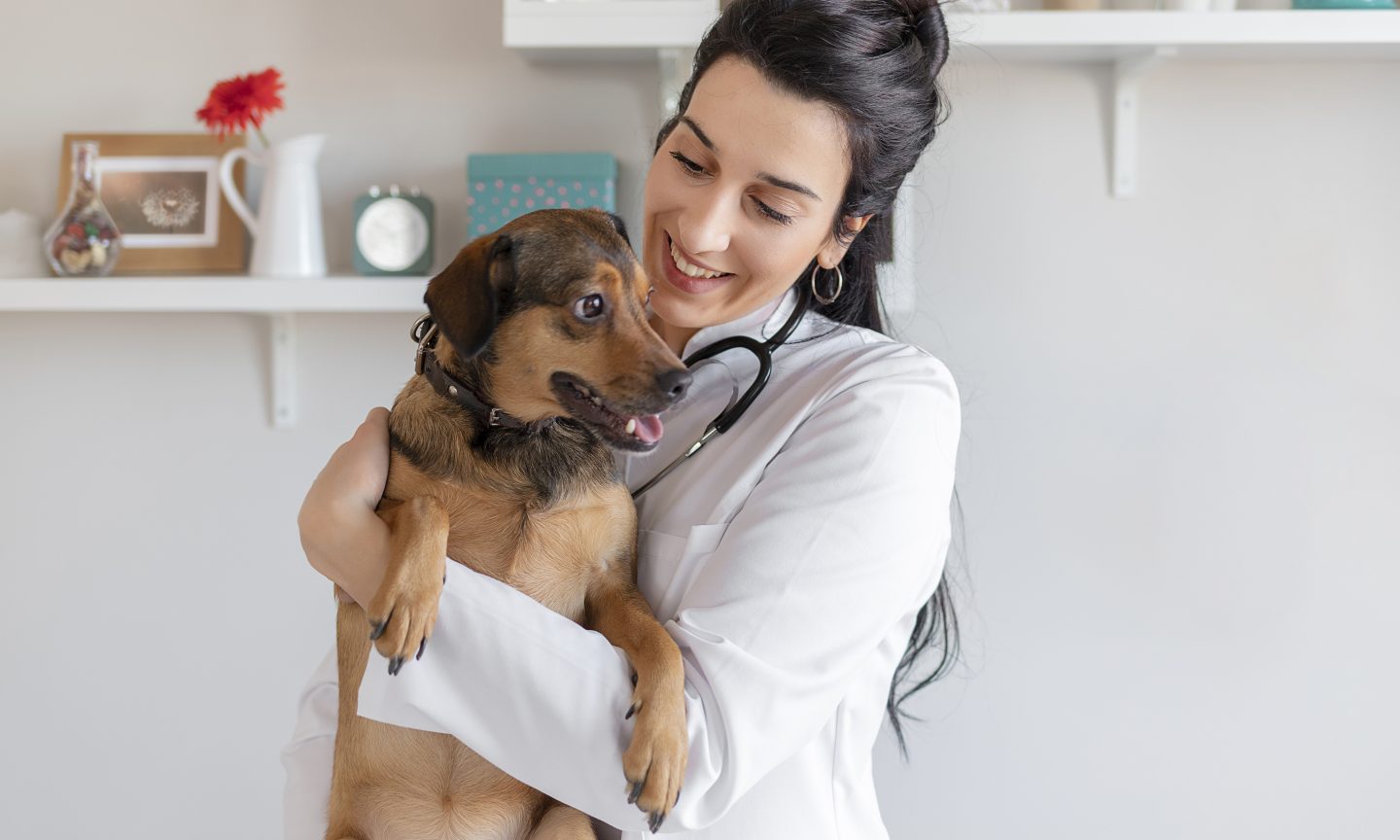 ASPCA Pet Insurance Review 2024 Pros and Cons NerdWallet