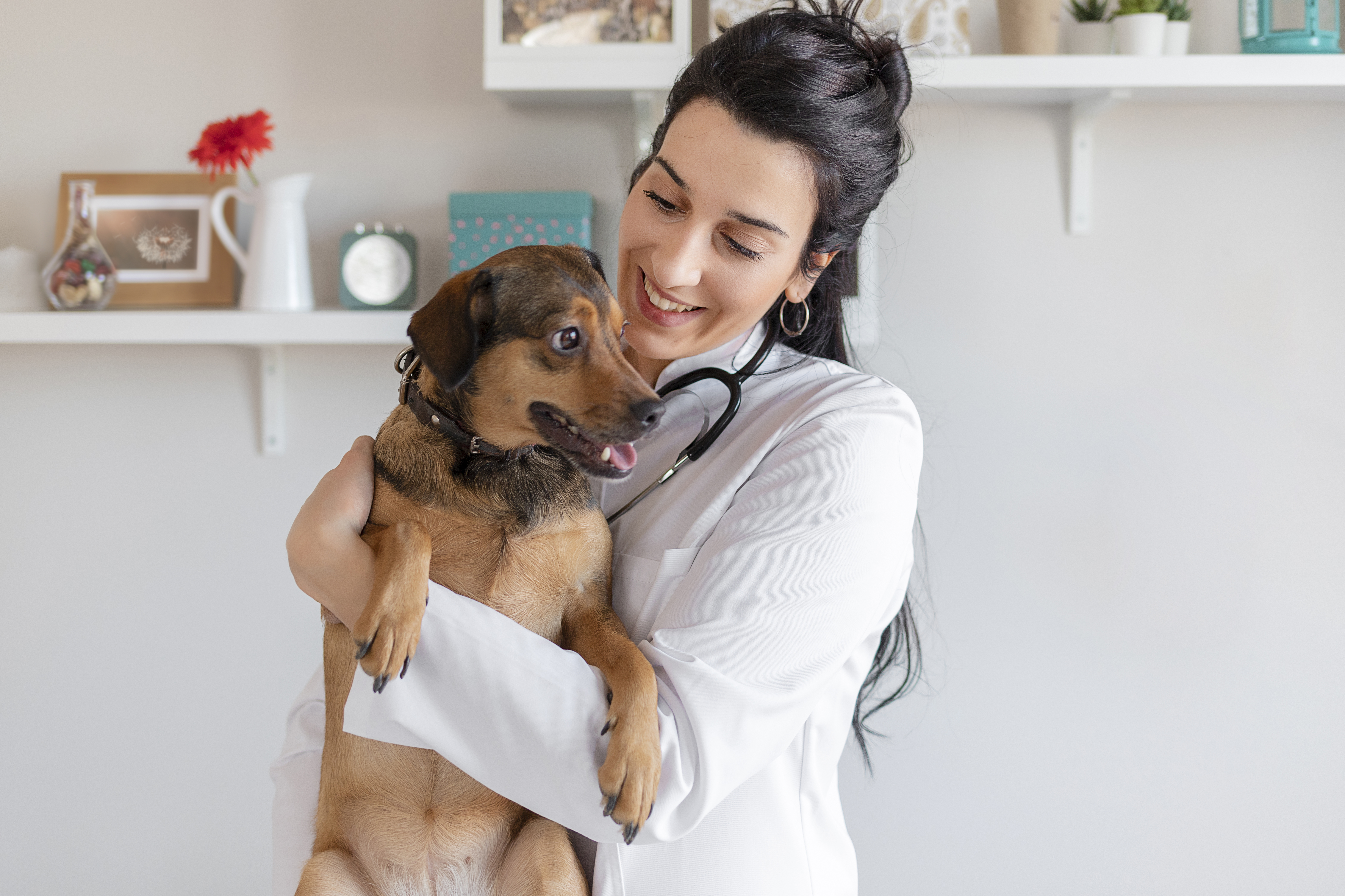 Wrinkly Dog Care Tips  ASPCA® Pet Health Insurance