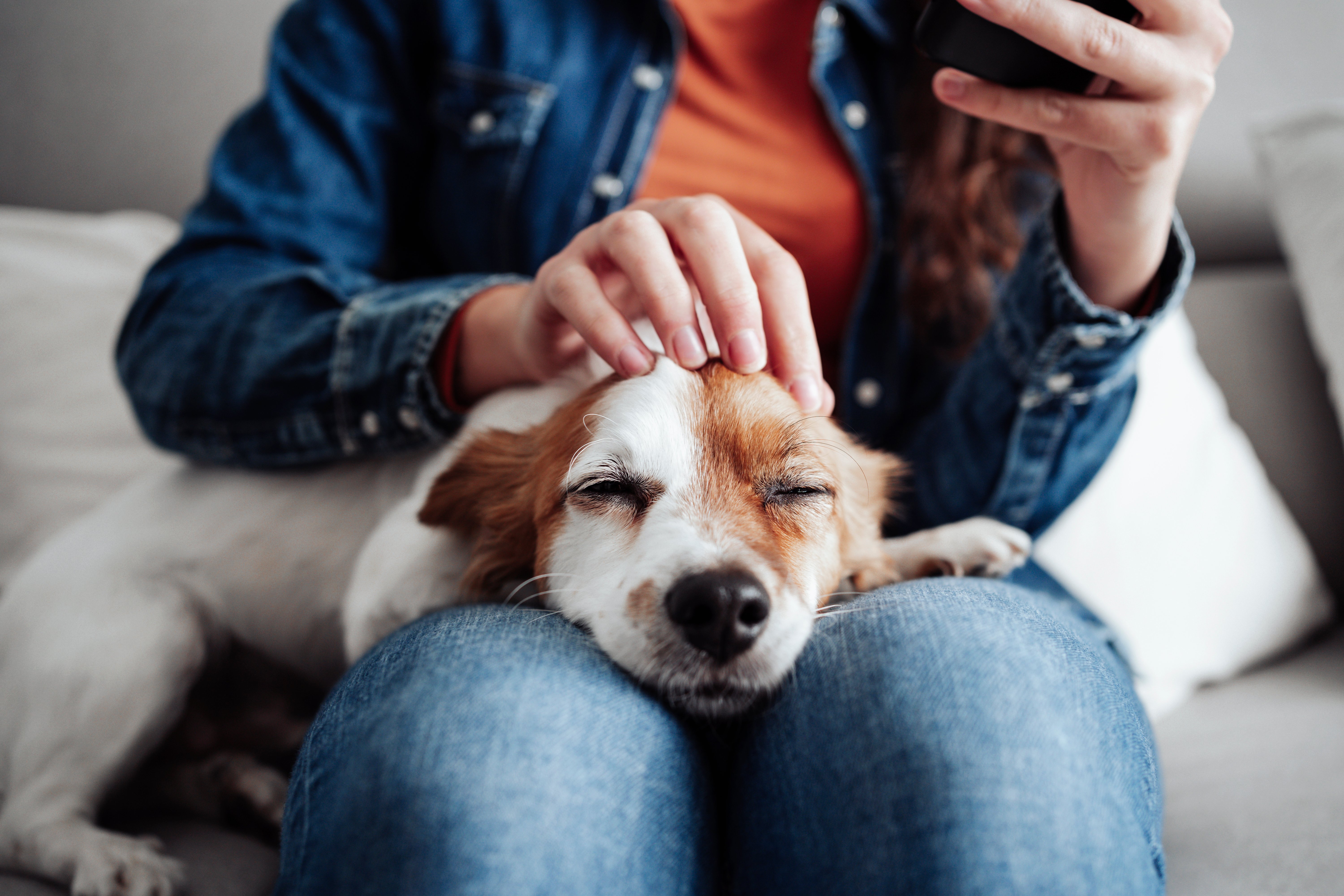 Best Hotels for Pets in 2023 - NerdWallet