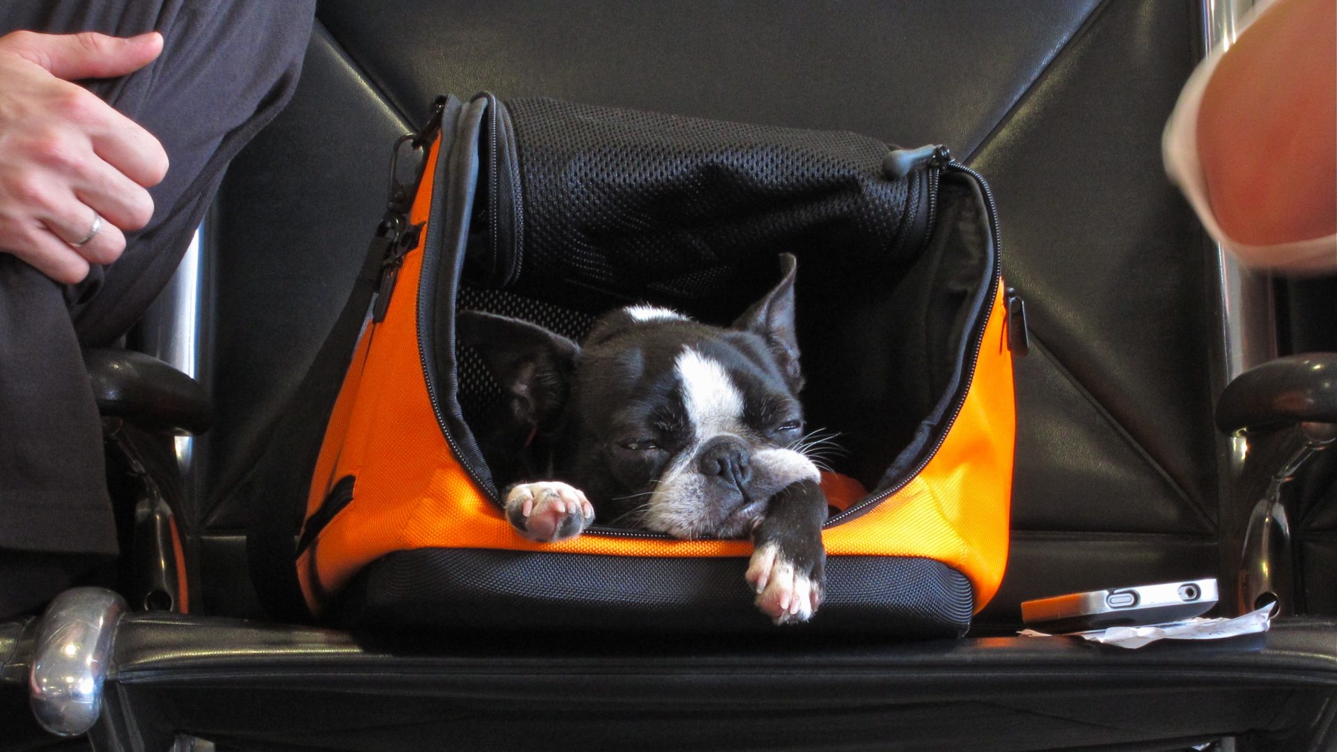 how-much-does-american-airlines-charge-for-pets