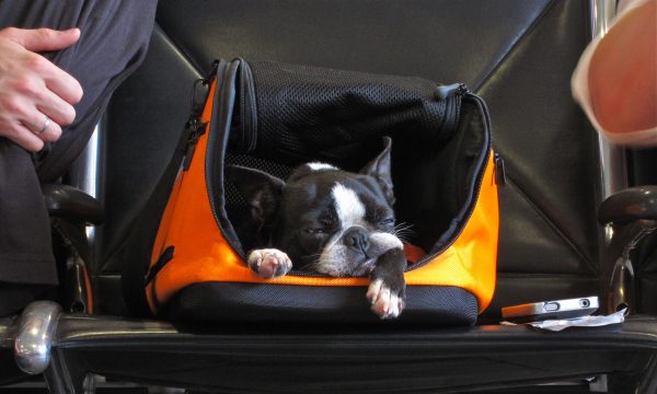 American airlines shop cat policy