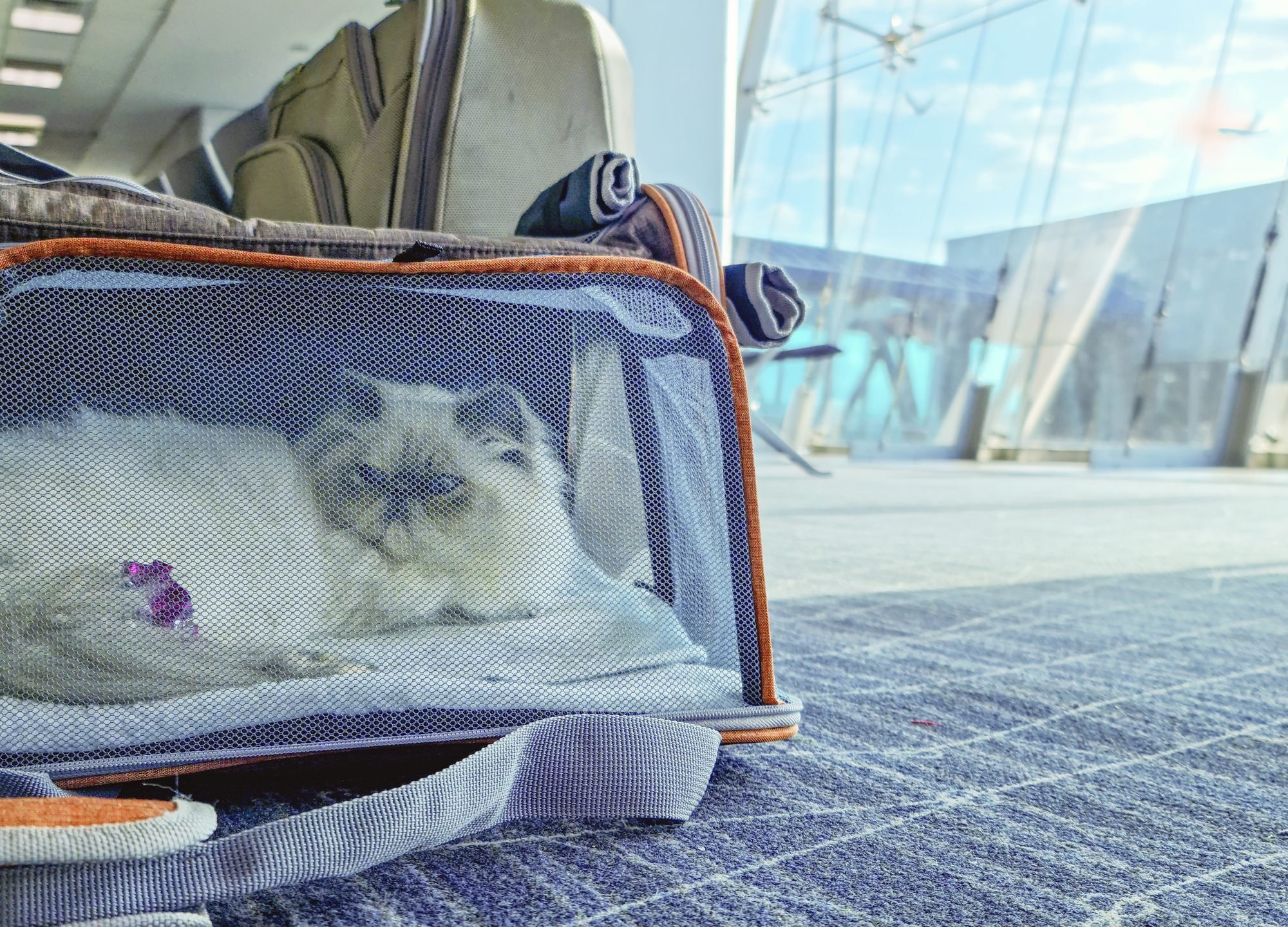 This Airline-approved Pet Carrier Is a Must-have