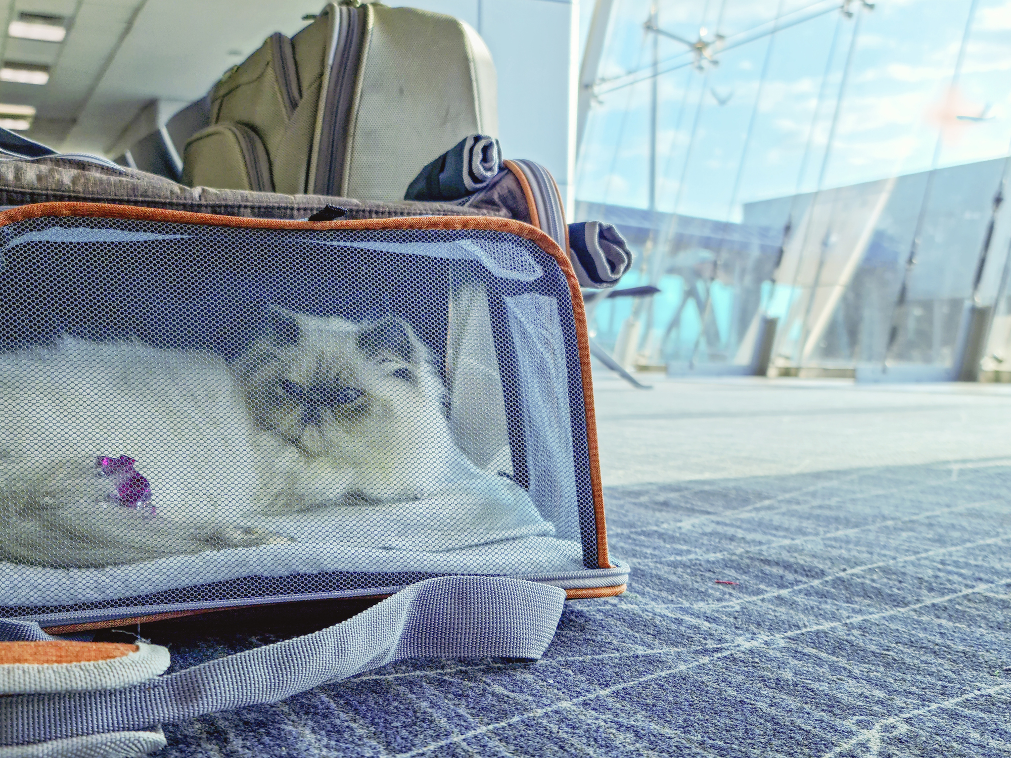 Cat carrier 2024 for plane travel