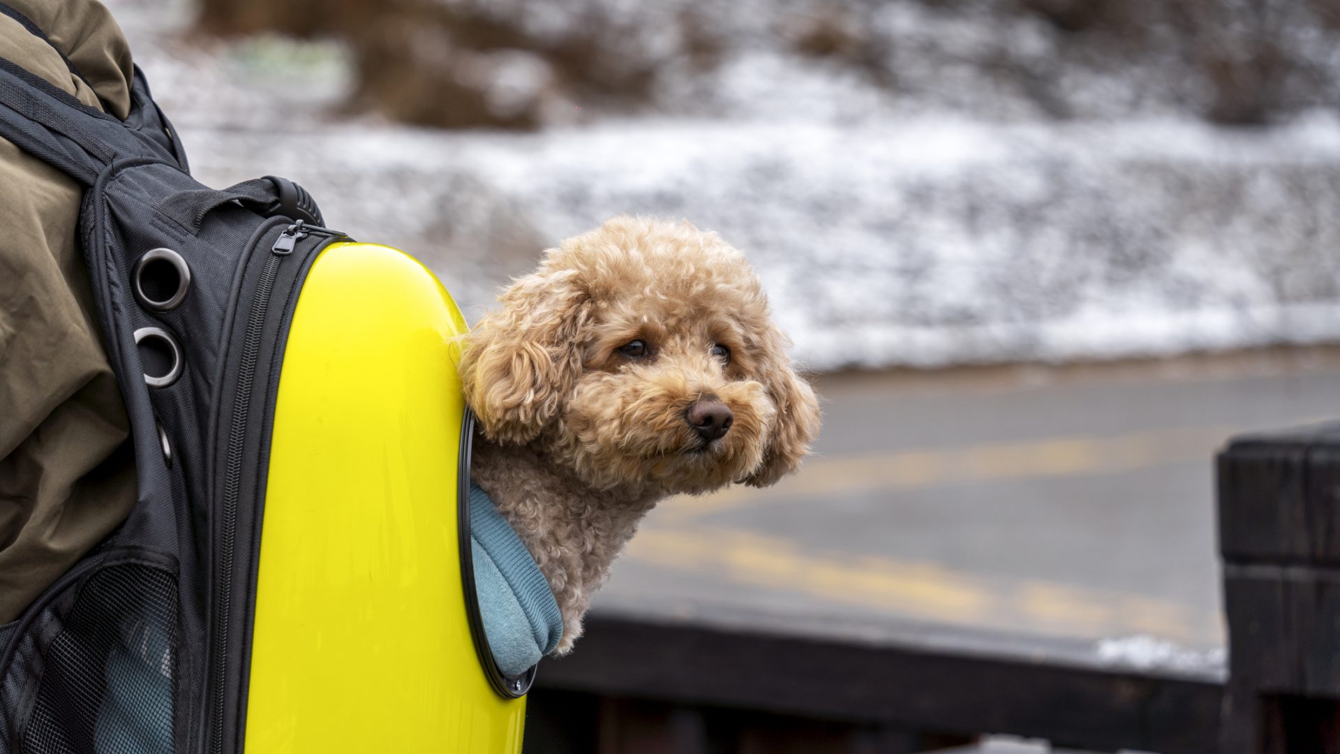 Cost to fly a dog sale on alaska airlines