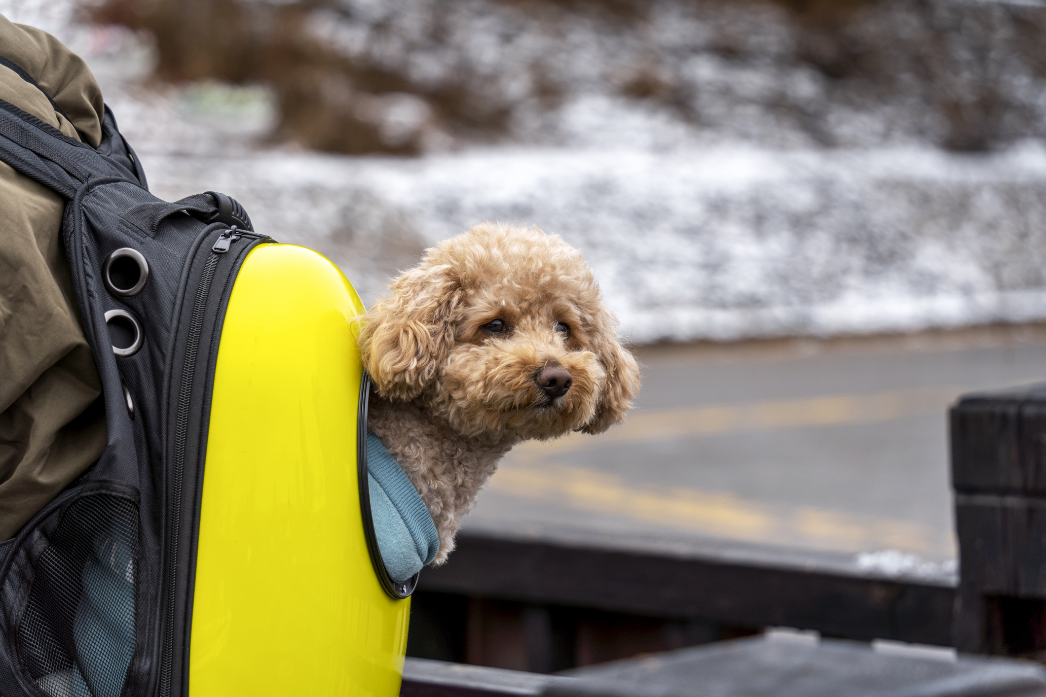 Alaska flying shop with pets