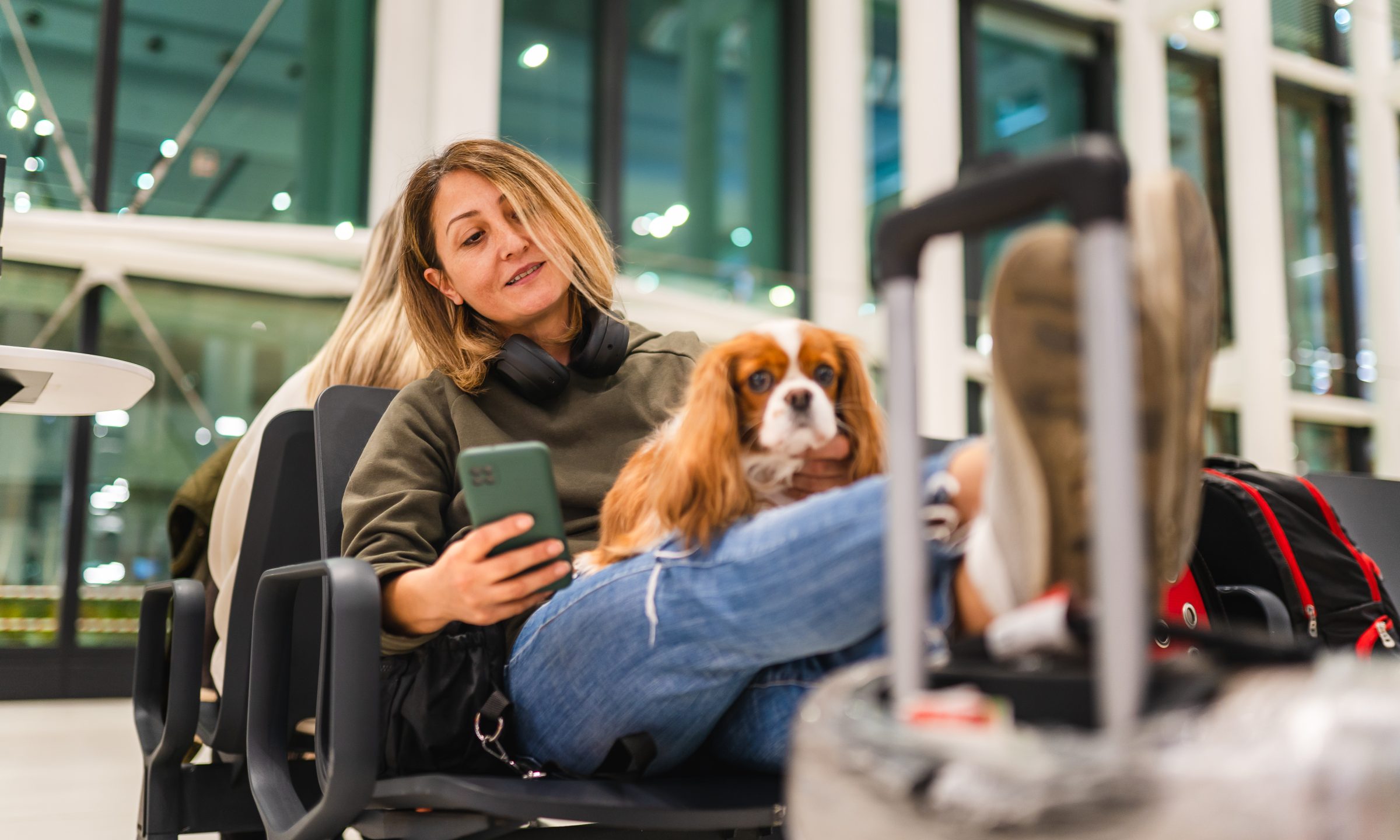 Dog on best sale airplane seat