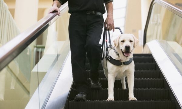 United airlines emotional support best sale animal paperwork