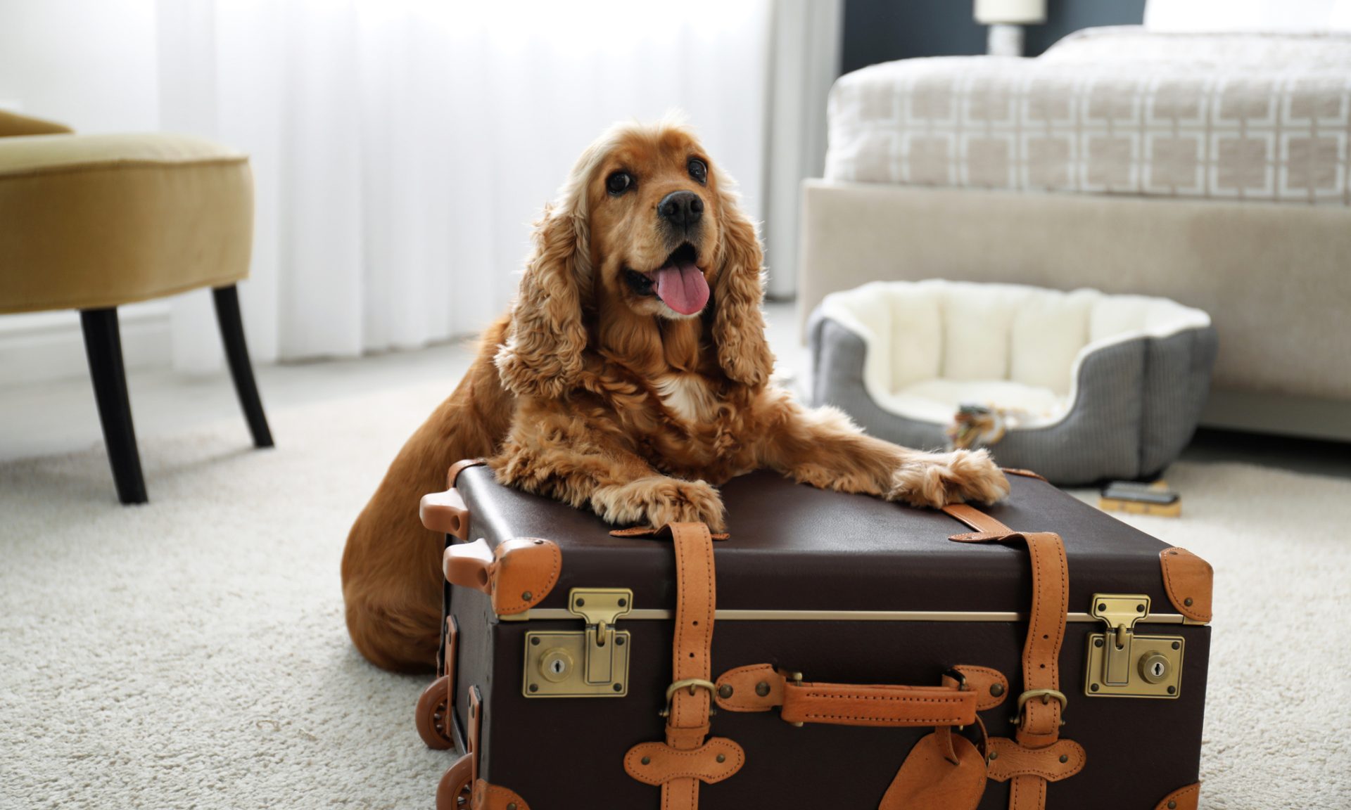 Best Hotels for Pets in 2023 - NerdWallet