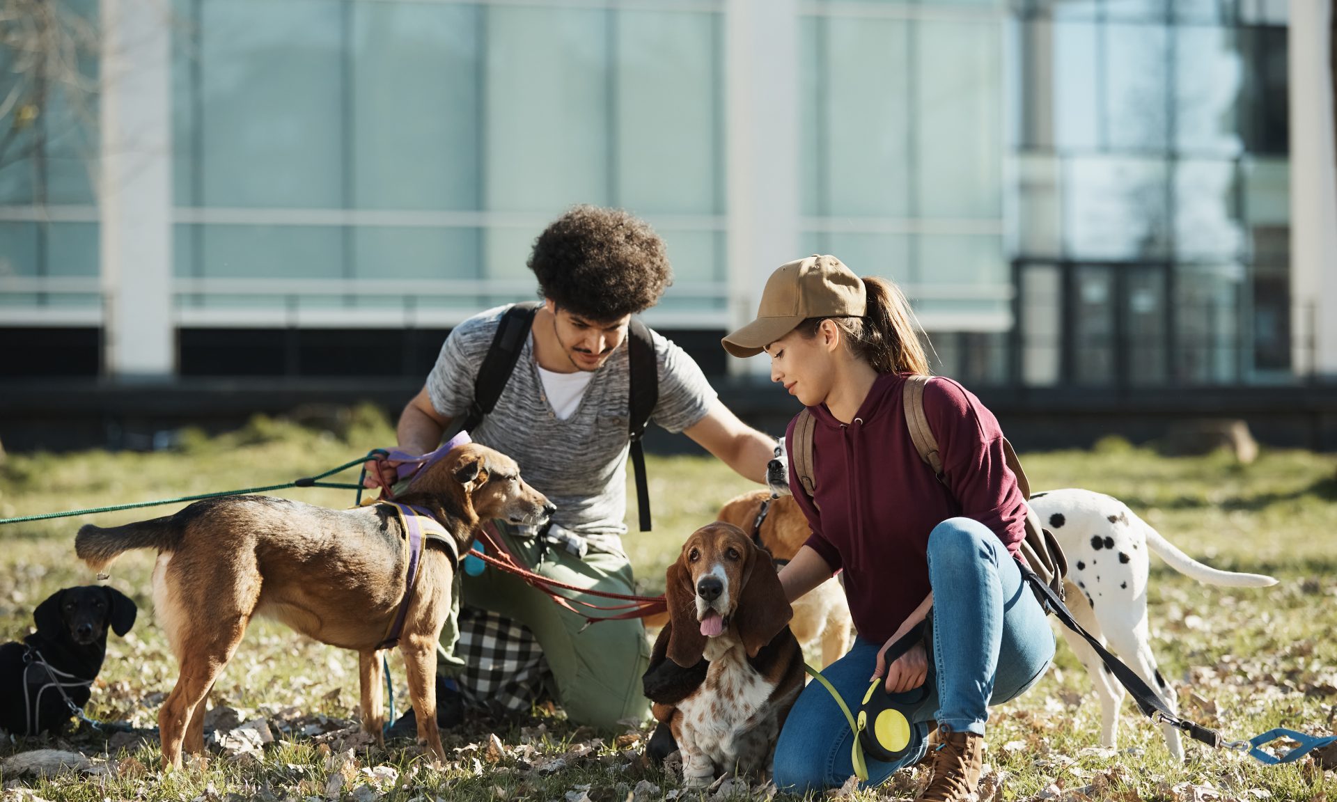 Compare business insurance for dog walkers