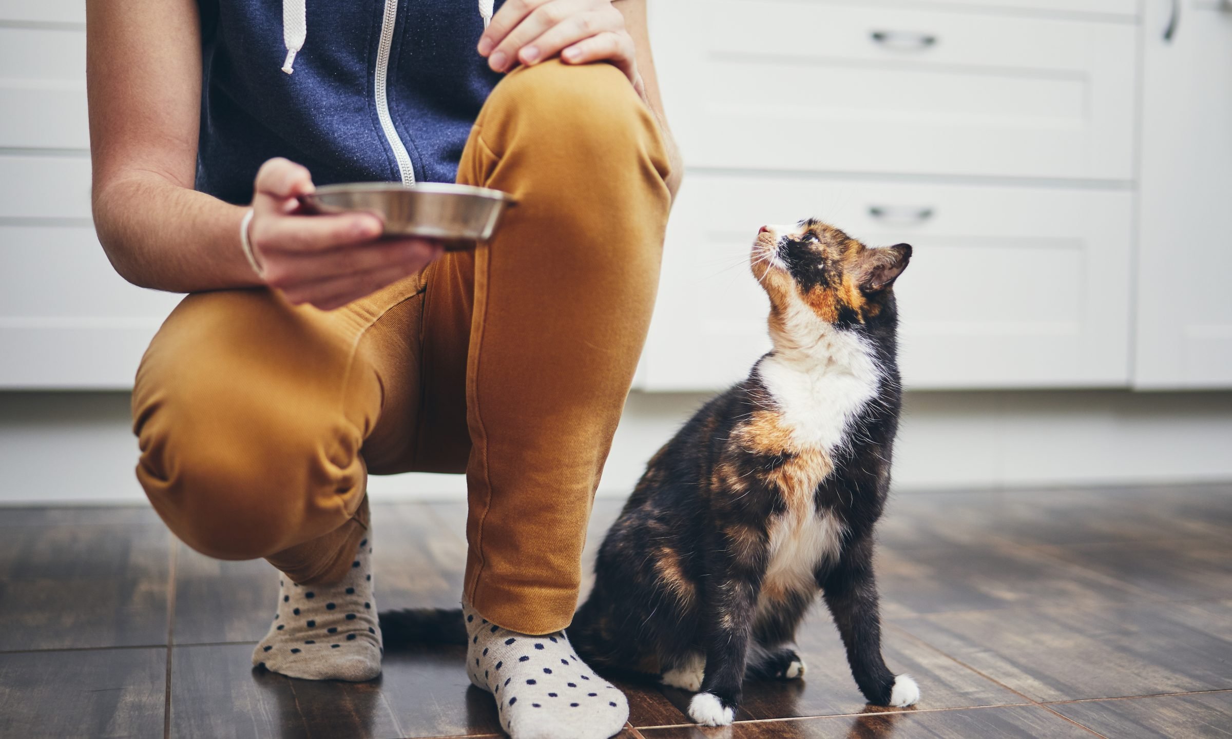 Does Pet Insurance Cover Prescription Food NerdWallet