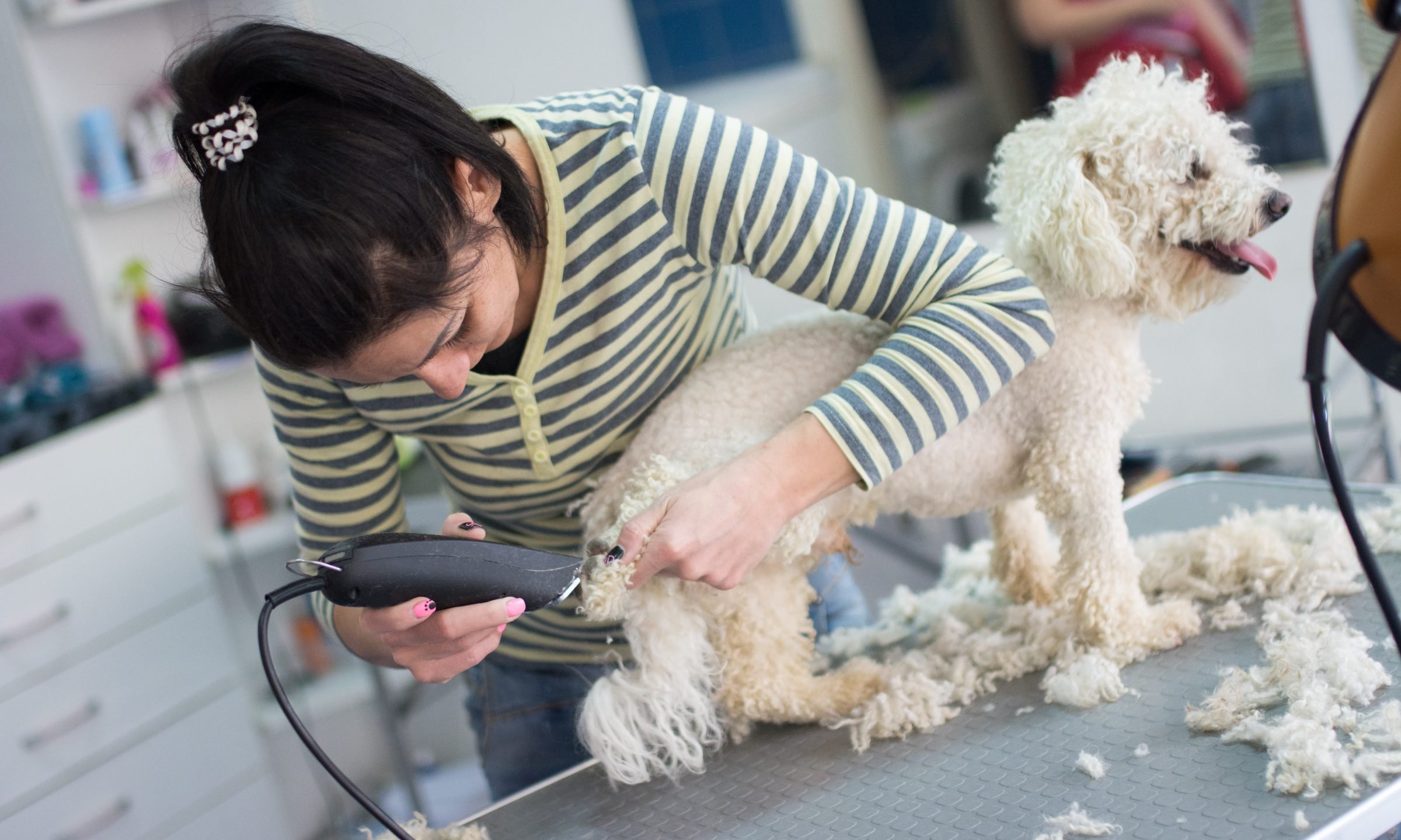 How Much to Tip a Dog Groomer? - NerdWallet