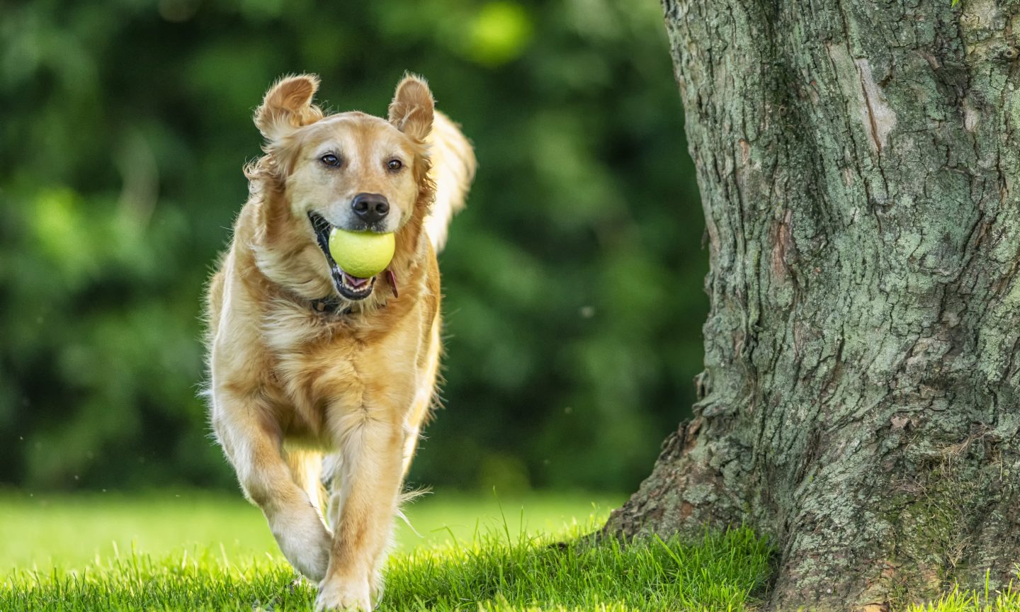 The Best Pet Insurance in Florida for 2024