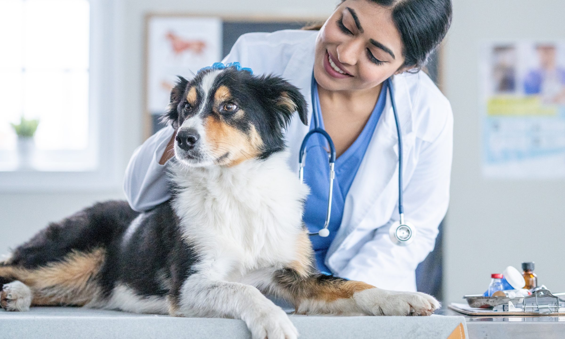 Banfield Insurance For Dogs