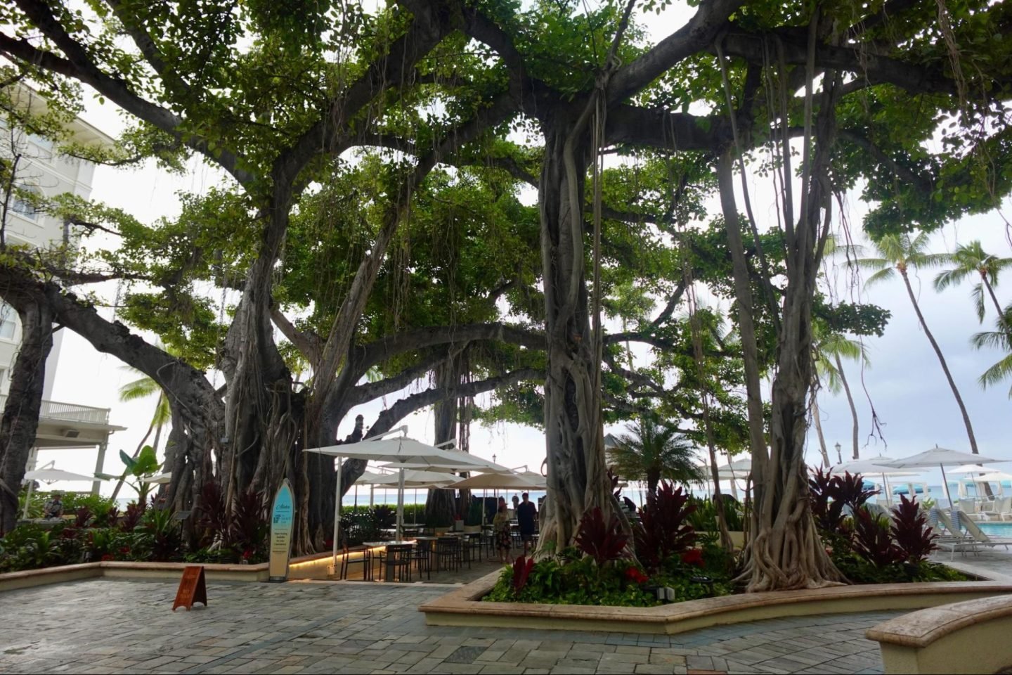 Moana Surfrider, A Westin Resort & Spa review banyan tree outdoor bar courtyard