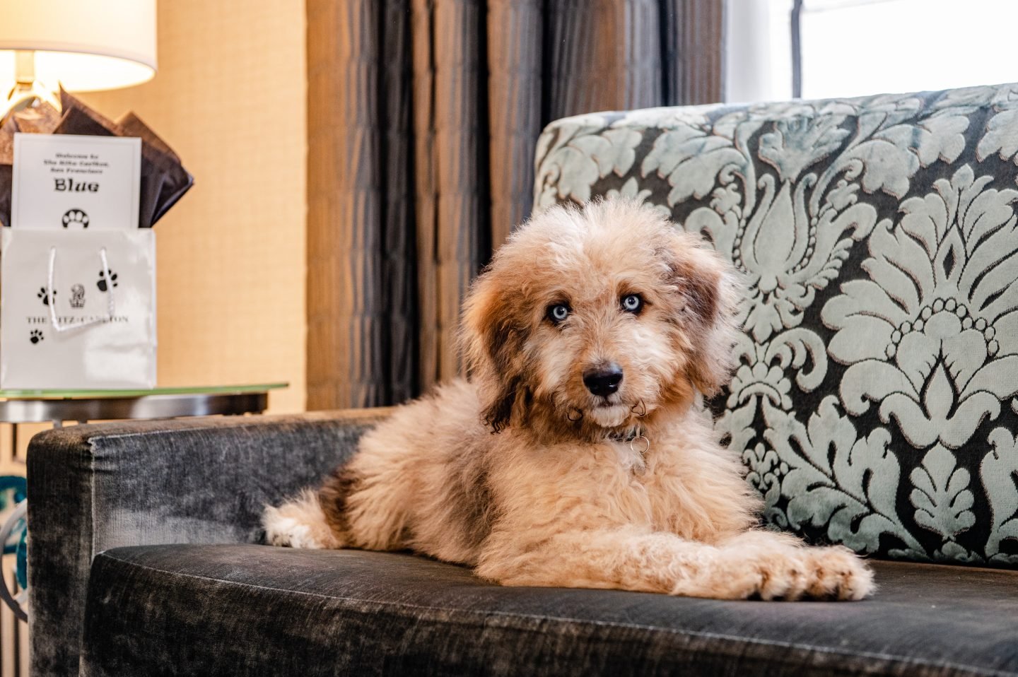 The Ritz-Carlton, San Francisco dog