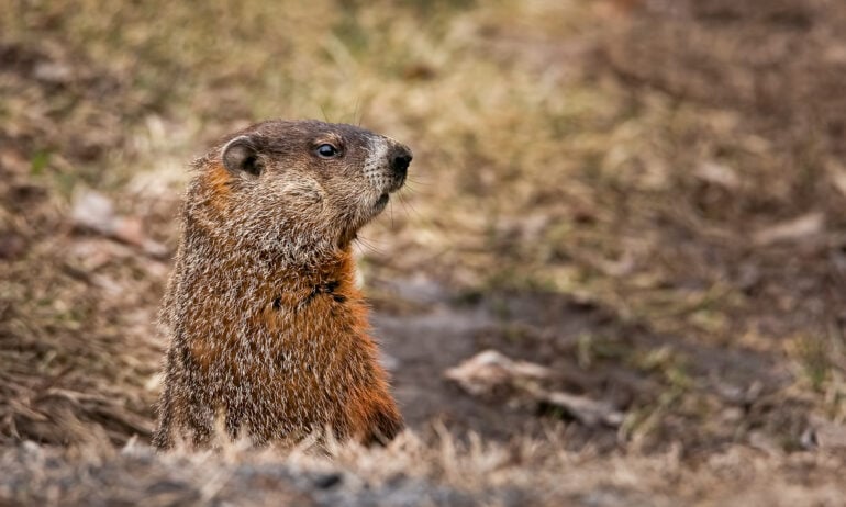 Groundhog looking forward