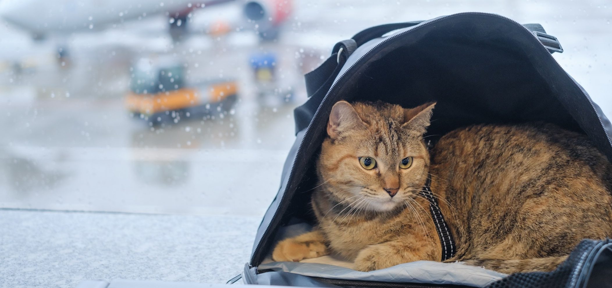 How to Take Your Cat on a Plane NerdWallet