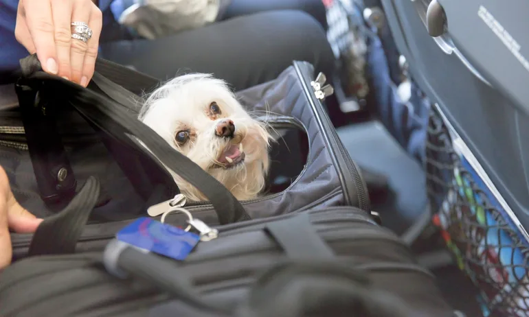 Dog traveling on an airplane