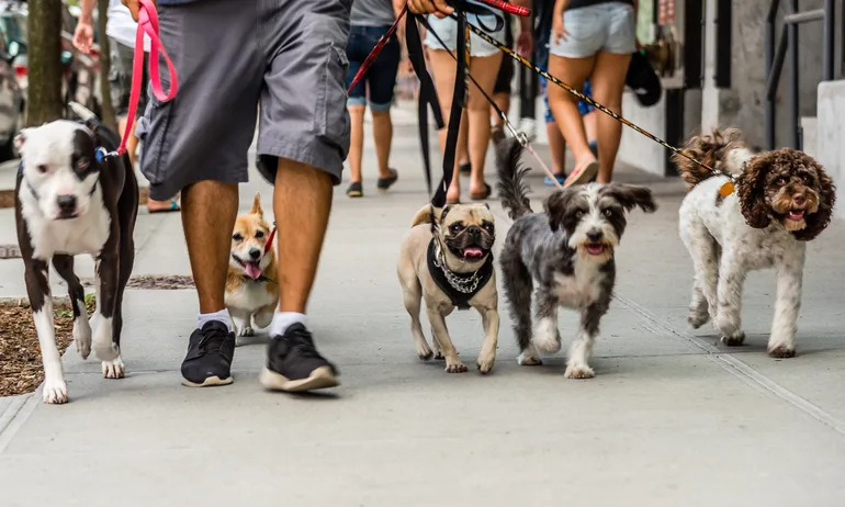 Dog's eye view of man walking several dogs on leashes