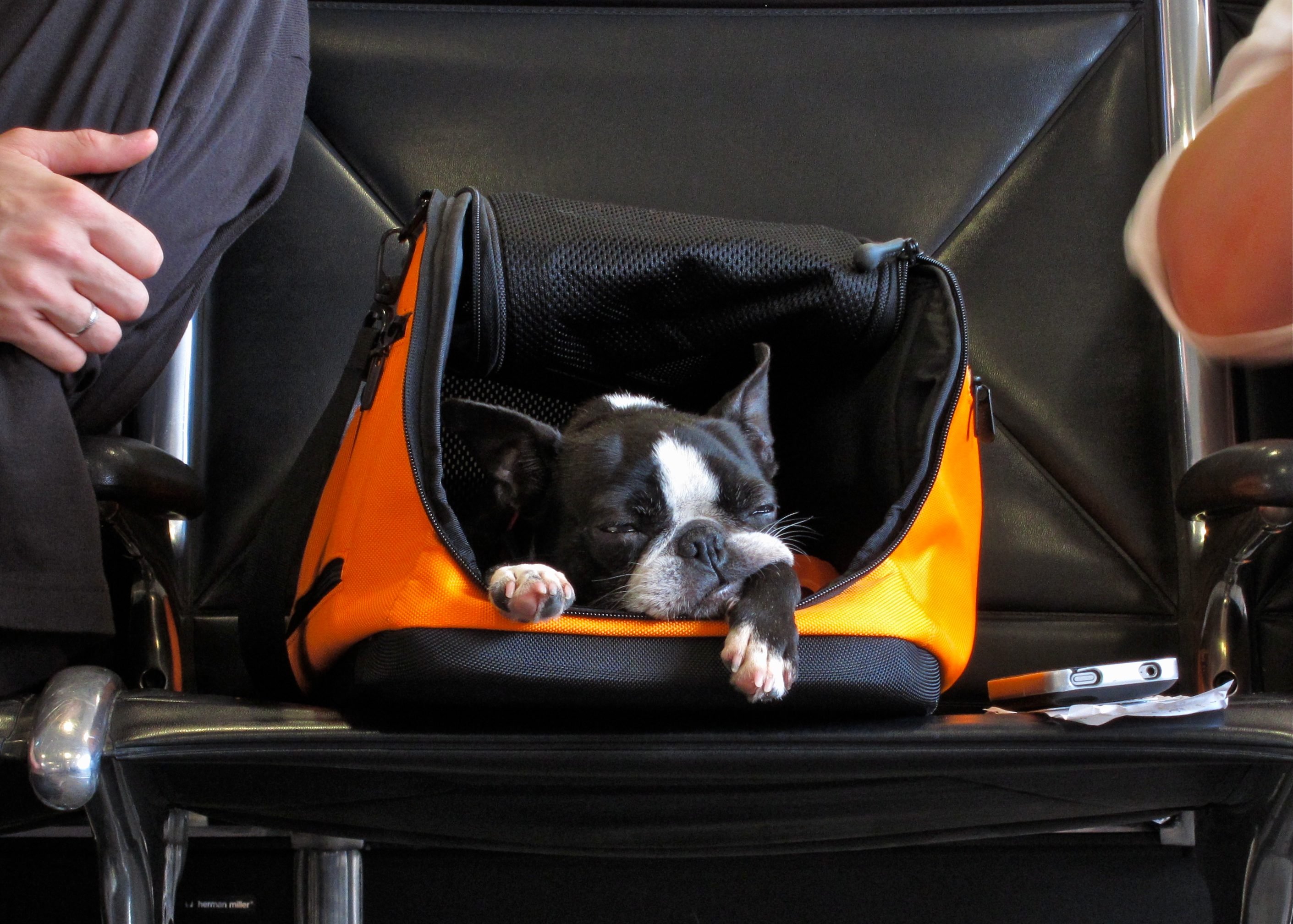 Pet transport american airlines best sale