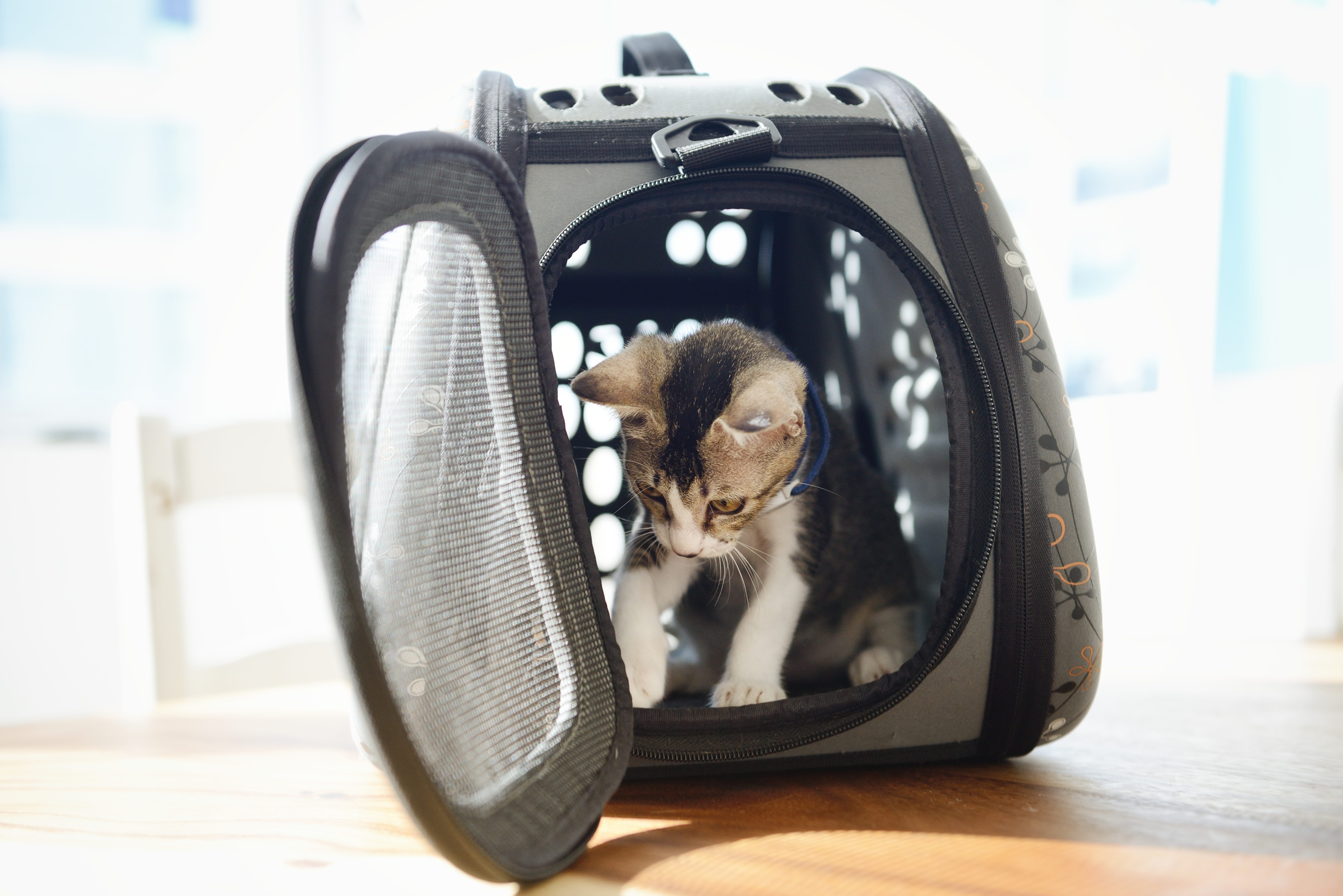 Spirit airlines approved shops pet carrier