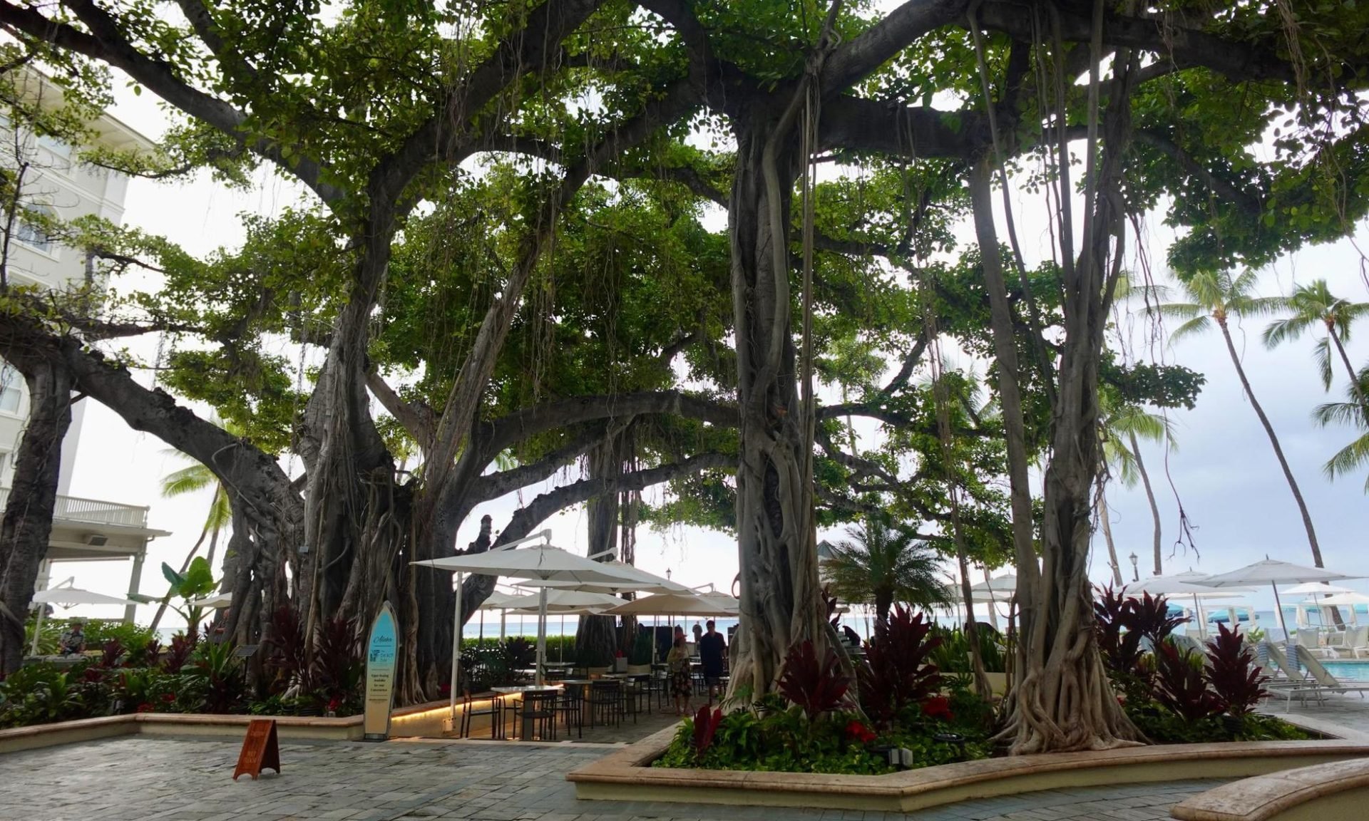 Moana Surfrider, A Westin Resort & Spa review banyan tree outdoor bar courtyard