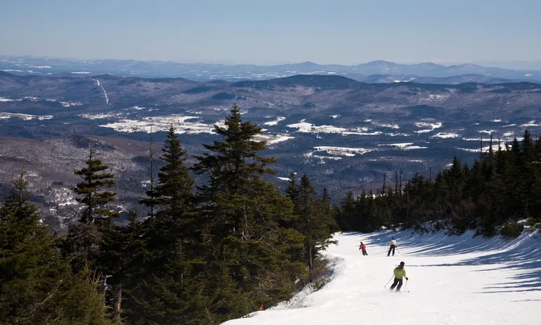 Plant, Tree, Fir, skiing