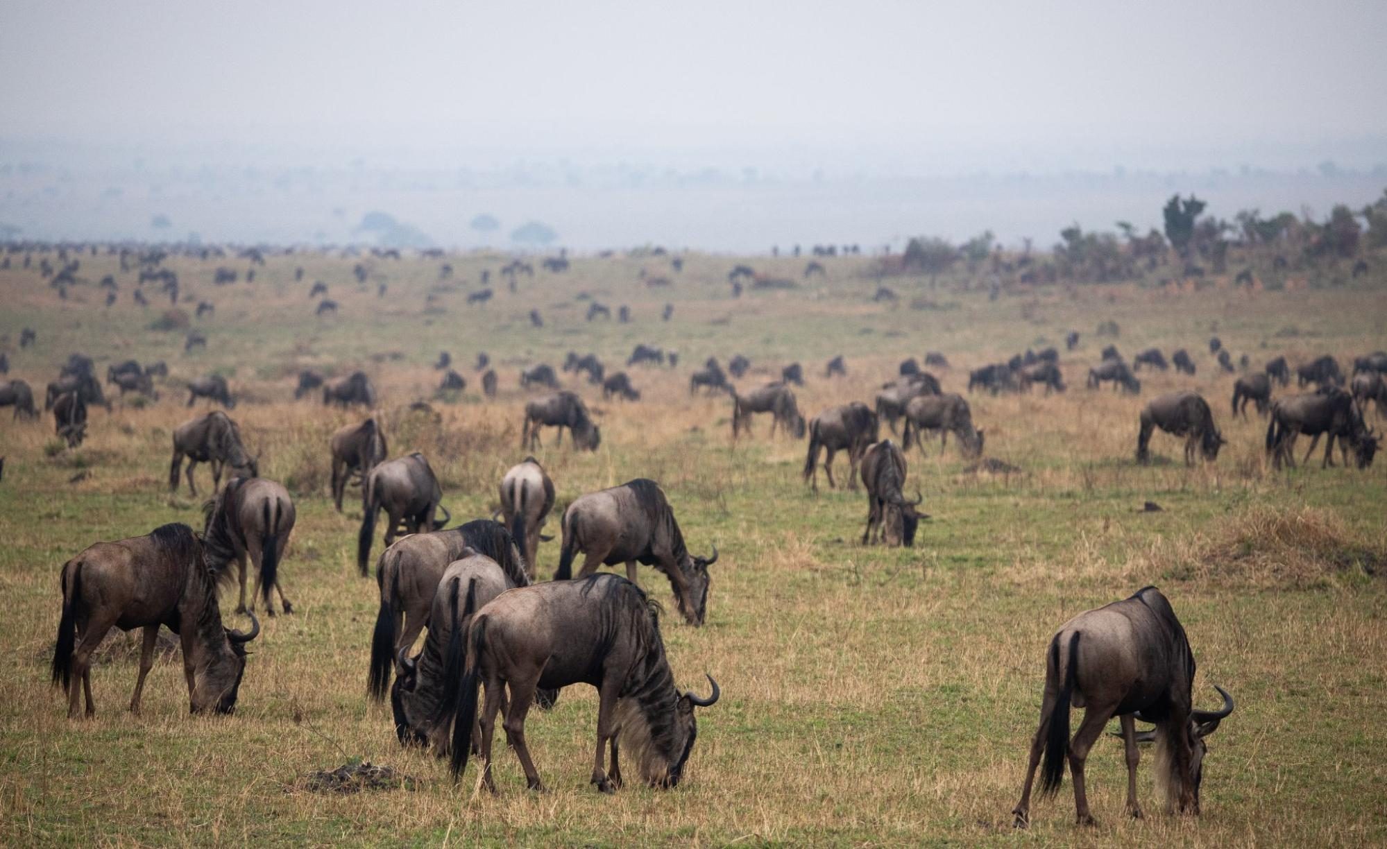 Field, Grassland, Nature